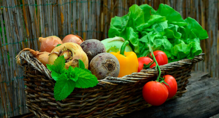 As vantagens de uma dieta balanceada e natural para os pets - News Rondônia