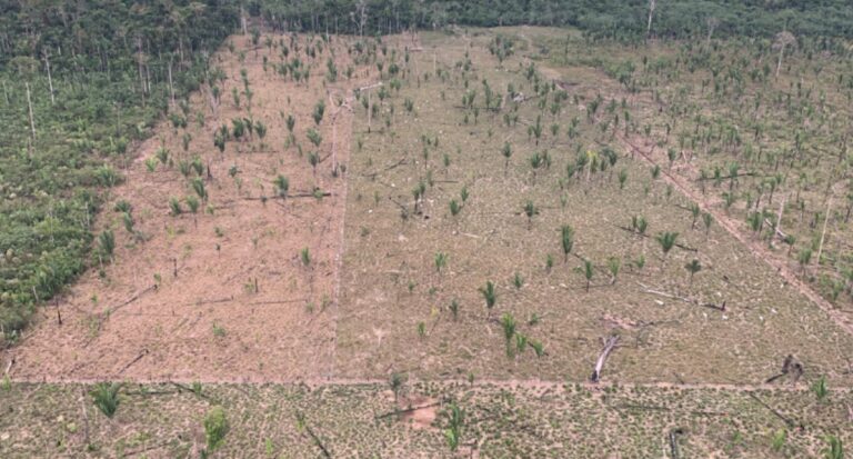 Justiça nega recurso de apelação e invasores do Parque Guajará-Mirim devem respeitar ação do MPRO - News Rondônia