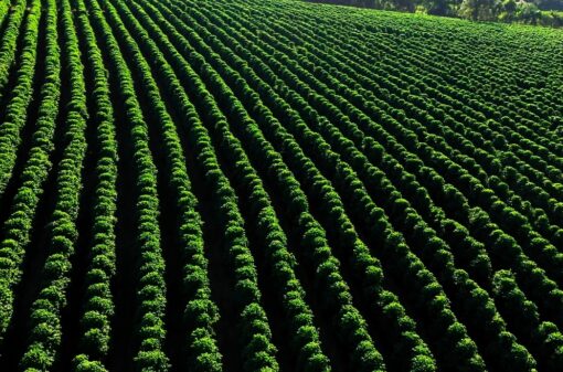 Conab aponta crescimento de 8,2% na safra de café em 2023, estimada em 55,1 milhões de sacas