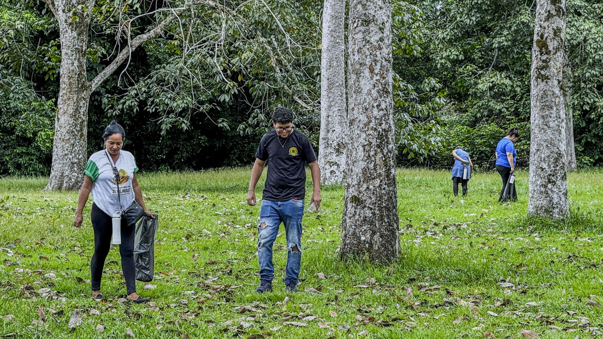 Sementes de seringueira são colhidas e levadas ao Parque Natural - News Rondônia