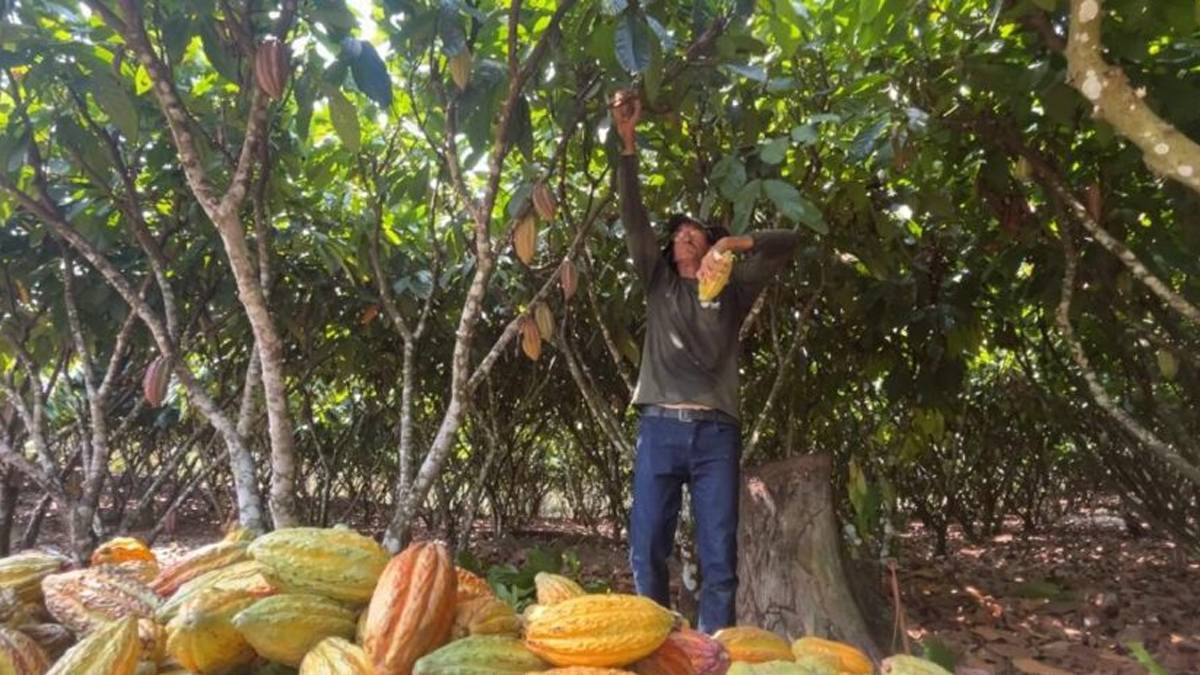 Incentivo à produção de cacau de qualidade é fortalecido com lei sancionada pelo Governo de Rondônia - News Rondônia