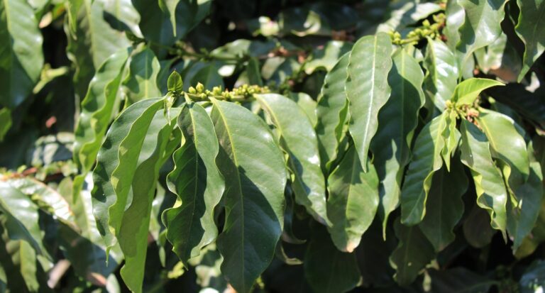 Soluções da Mosaic Fertilizantes tornam cafezais mais vigorosos e produtivos