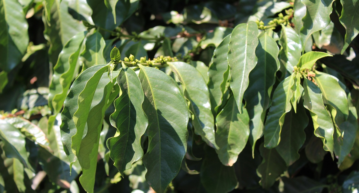 Soluções da Mosaic Fertilizantes tornam cafezais mais vigorosos e produtivos