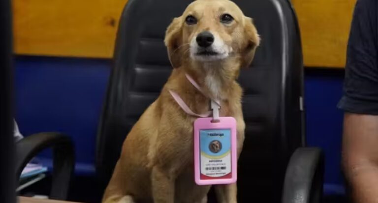 4 Cachorros adotados viram funcionários da Prefeitura do Guarujá