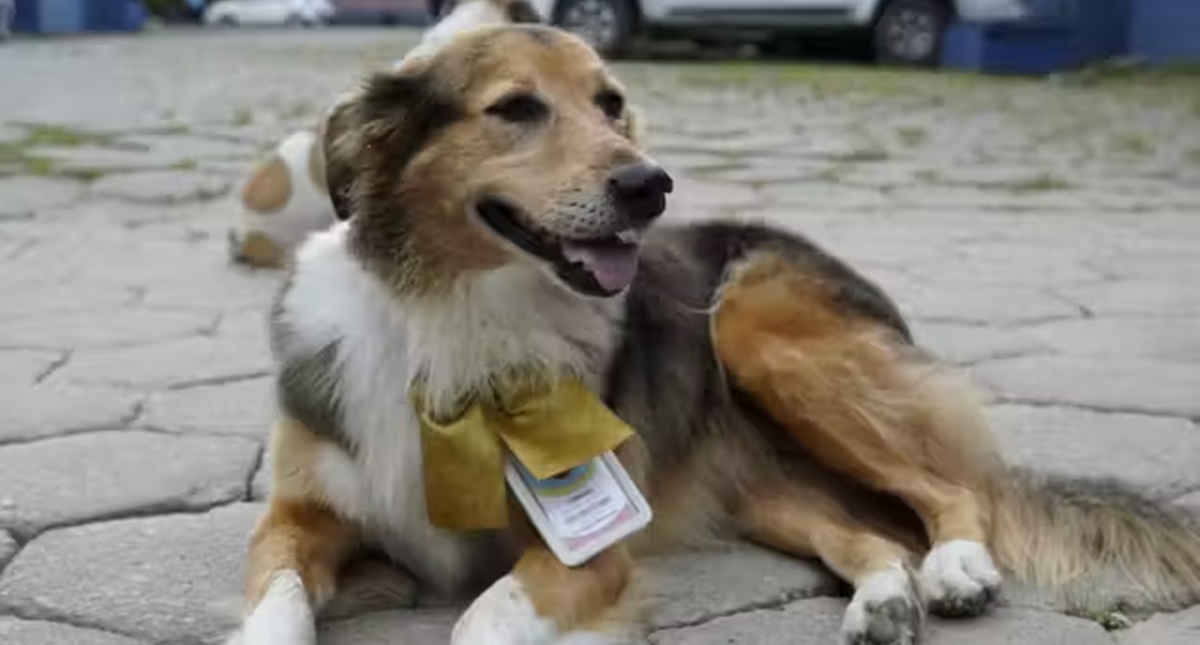 4 Cachorros adotados viram funcionários da Prefeitura do Guarujá