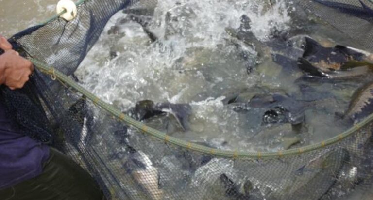 Rondônia lidera produção nacional de peixes de cultivo com ações desenvolvidas pelo Governo do Estado