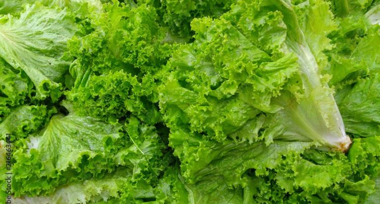 Boletim Prohort: alface apresenta queda de preços, enquanto cotações de batata e cenoura sobem