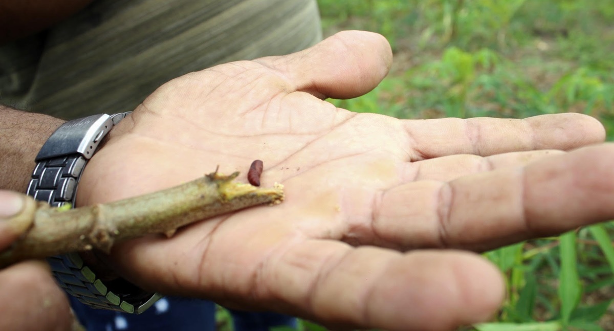Município busca solução para infestação de praga em propriedade rural no ramal São Sebastião