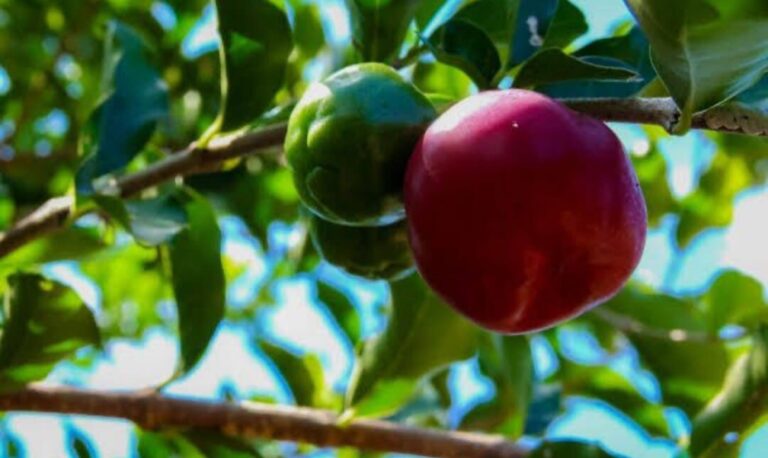 Alan Queiroz solicita entrega de kits de irrigação aos municípios de Rondônia
