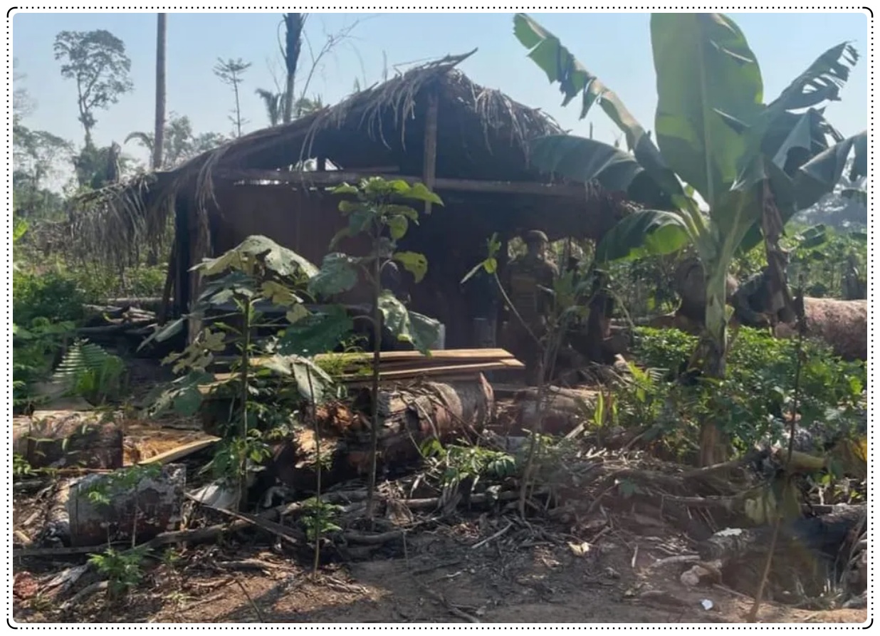 Assolado pelo desmatamento: Imazon pontua Rondônia no pódio dos crimes ambientais - News Rondônia