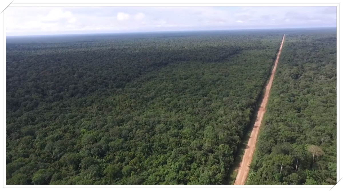 BR-319: antes de acontecer, reconstrução já evidencia os crimes contra a floresta amazônica - News Rondônia