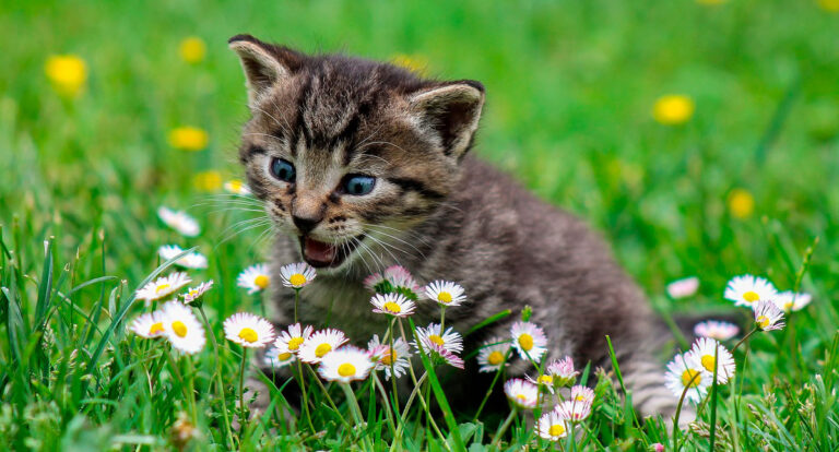 gato