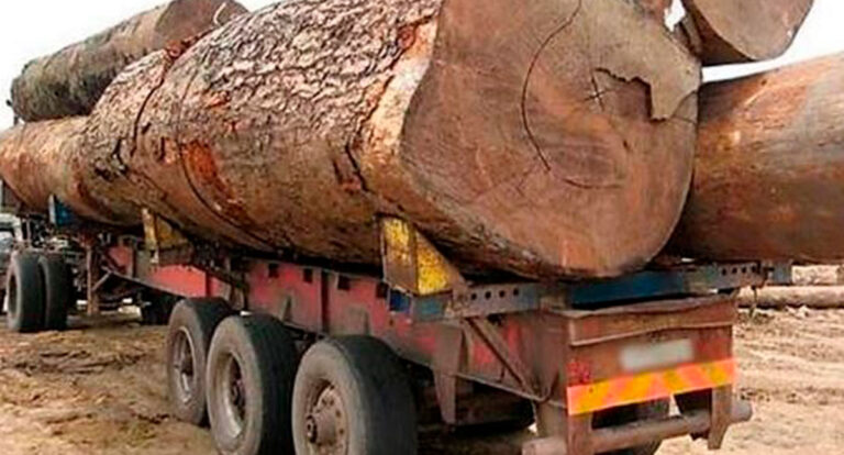 Transporte criminoso de madeira: caminhão com carga de Rondônia é apreendida no Mato Grosso - News Rondônia