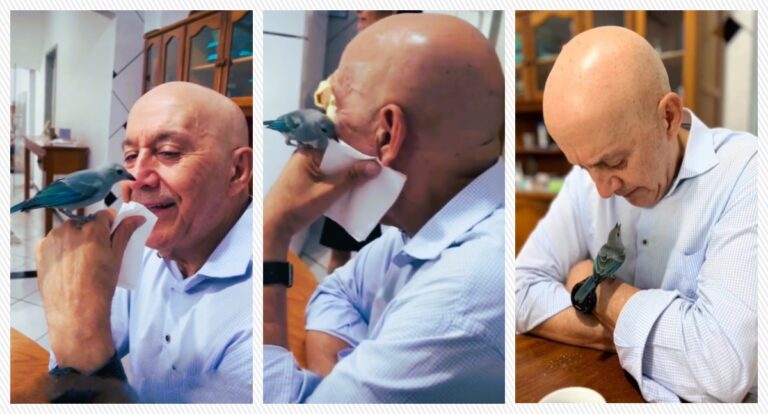 Durante um encontro na casa de amigos, o senador da República e ex-governador de Rondônia, pelo MDB, Confúcio Moura, foi surpreendido por um passarinho da espécie sanhaço-cinzento (thraupis). A todo momento, a ave buscava aproximação com o político com se quisesse dizer algo. “Ele simplesmente foi chegando e pousou no meu braço”, disse. É tanto que durante uma das tentativas, ela desacelerou o batimento das asas até conquistar o contato. Num dos momentos, a ave pousou sobre o ombro dele e lá permaneceu por alguns instantes. Para Confúcio, o encontro é algo do Céu. “Recebi a visita com uma benção, um recado sutil da criação”, interpreta. O encanto por um guardanapo revelou um dos momentos mais sublimes.   A sedução pelo utensílio de papel fez com que o sanhaço passasse a beliscar pequenas tiras, tendo como apoio a mão de Ayres.  Ao final, o pássaro pousou em seu antebraço mantendo um contato visual mais demorado.   “Senti paz e um privilégio a presença desse pequenino ser que me trouxe paz e muita alegria”.