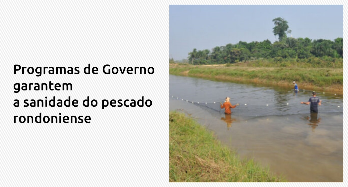 Governo de Rondônia garante a regularidade da oferta de peixes durante o período de defeso - News Rondônia