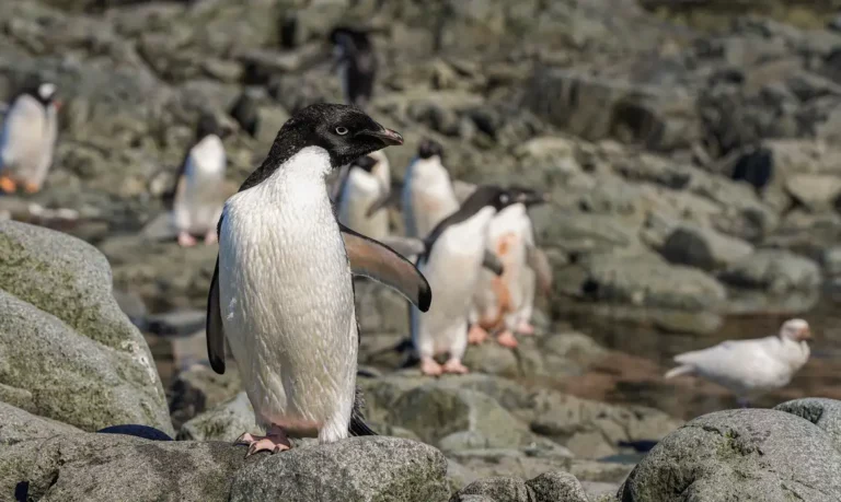 Cientistas analisam microplásticos em fezes de pinguins na Antártica