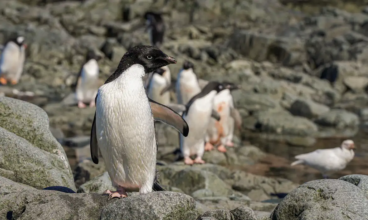 Cientistas analisam microplásticos em fezes de pinguins na Antártica