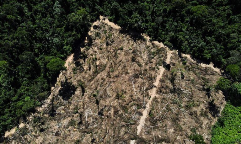 Artigo aponta necessidade de medidas urgentes para preservar Amazônia