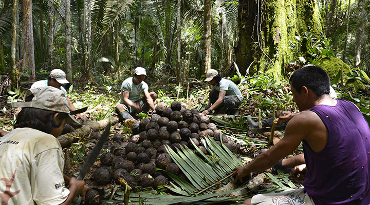 No sul do Amazonas, povo Apurinã produz alimentos e restaura floresta degradada por invasores