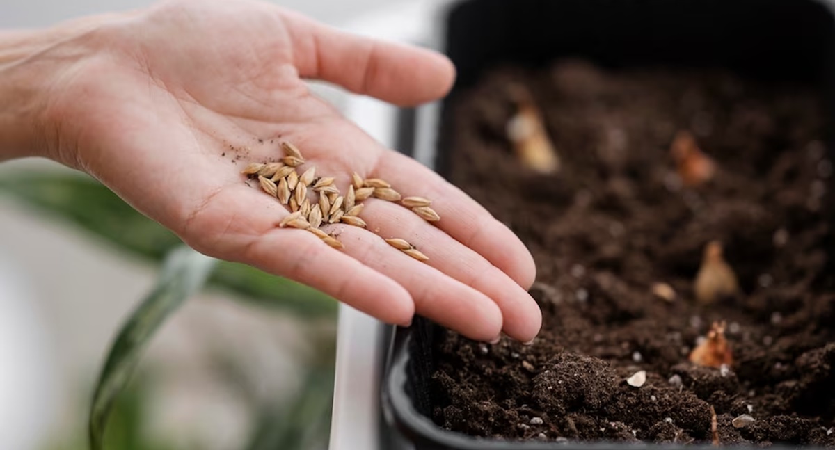 O produtor tem direito à indenização em razão da aquisição de sementes com baixa germinação
