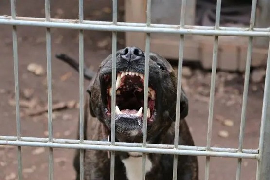 Pitbull ataca mais uma vez e idoso quase tem a mão decepada - News Rondônia