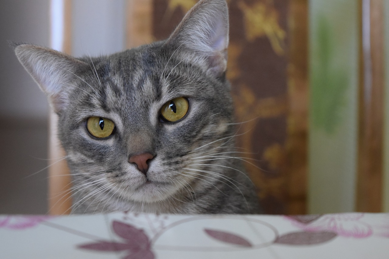 Celebre o mês dos gatos mantendo a sua saúde e bem-estar - News Rondônia
