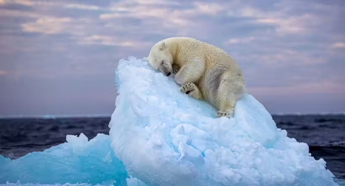 Foto de urso polar dormindo em iceberg ganha prêmio de melhor do ano. Veja outras