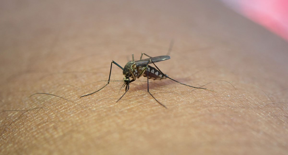 Dengue: Bancada de Rondônia pressiona ministério e pede explicações sobre vacinação no Estado - News Rondônia