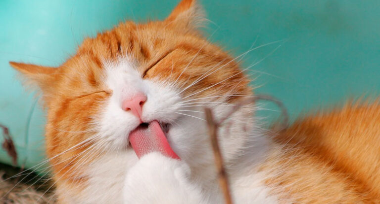 Celebre o mês dos gatos mantendo a sua saúde e bem-estar - News Rondônia