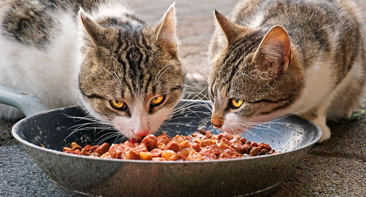 Existe um alimento ideal para cada fase do pet - News Rondônia