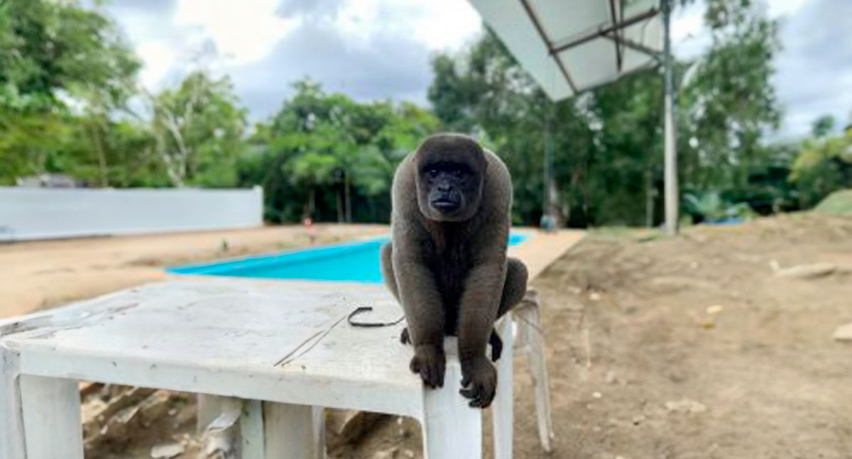 polícia militar ambiental é acionada para resgatar macaco-barrigudo mantido irregularmente em porto velho