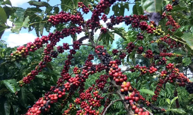 Restauração florestal em cafezais é viável economicamente, diz estudo