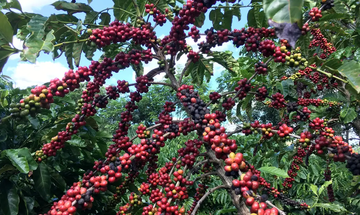 Restauração florestal em cafezais é viável economicamente, diz estudo