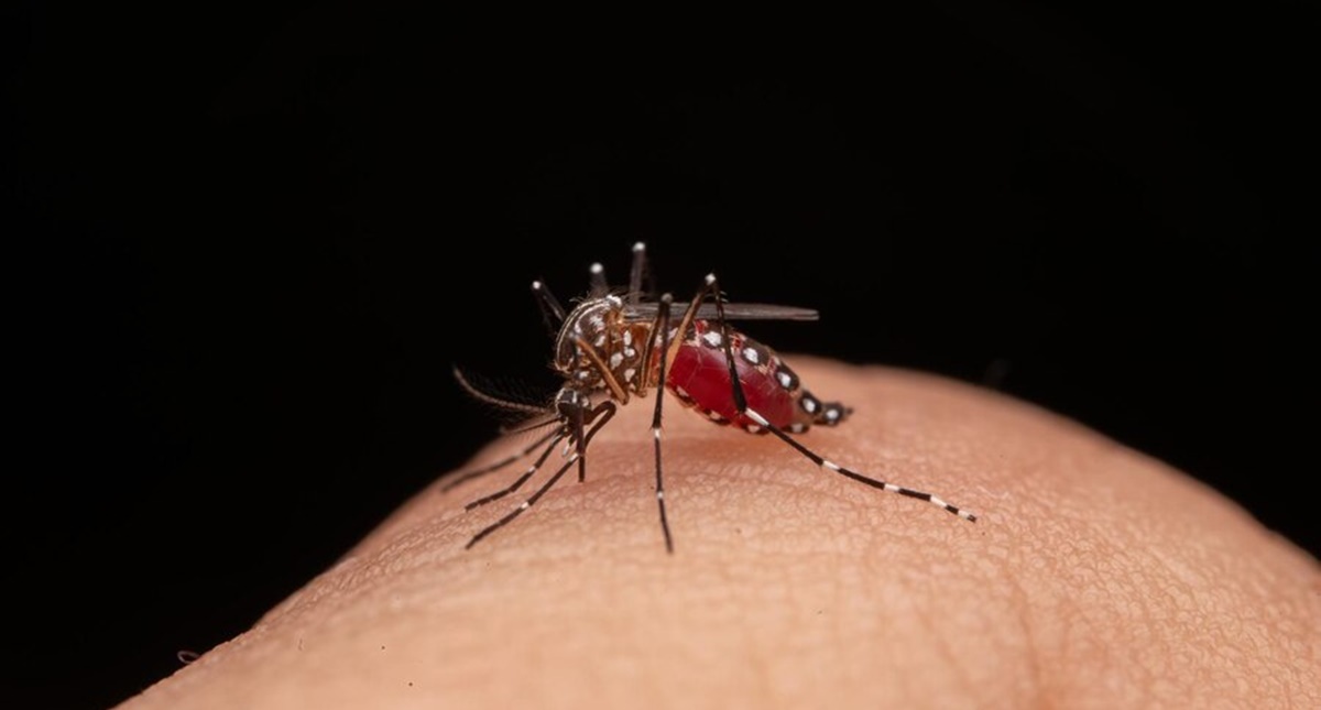 Início do Levantamento Rápido de Infestação de Índices para o Aedes aegypti em Porto Velho