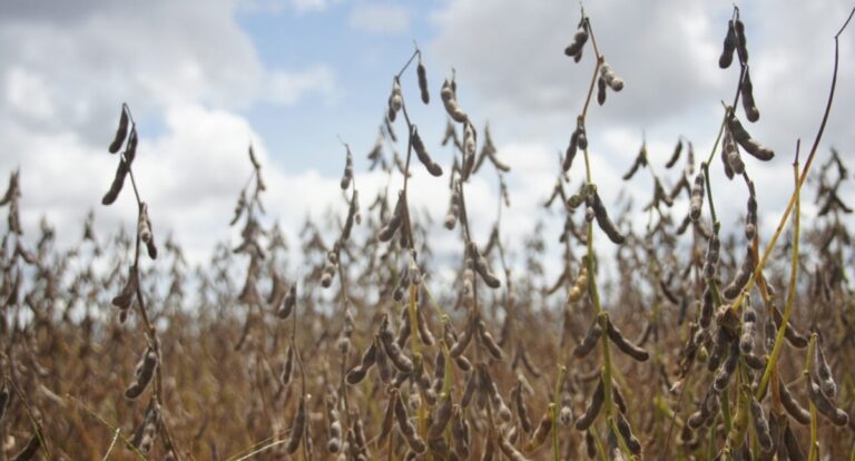 Cresce o número de propriedades cadastradas para cultivo de soja em Rondônia