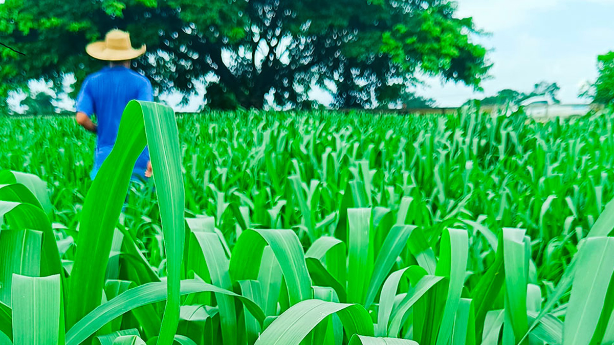 Projeto de gestão e manejo alimentar do gado faz aumentar em mais de 100% a produção de leite - News Rondônia