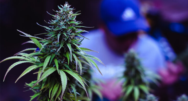 Descriminalização da posse de maconha não beneficiará pacientes