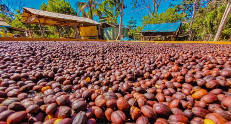 Rondônia trabalha para novo recorde de produção de café em 2024