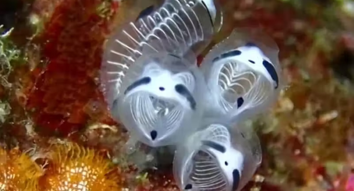 Nova espécie marinha: “panda-esqueleto-do-mar” intriga a ciência e viraliza