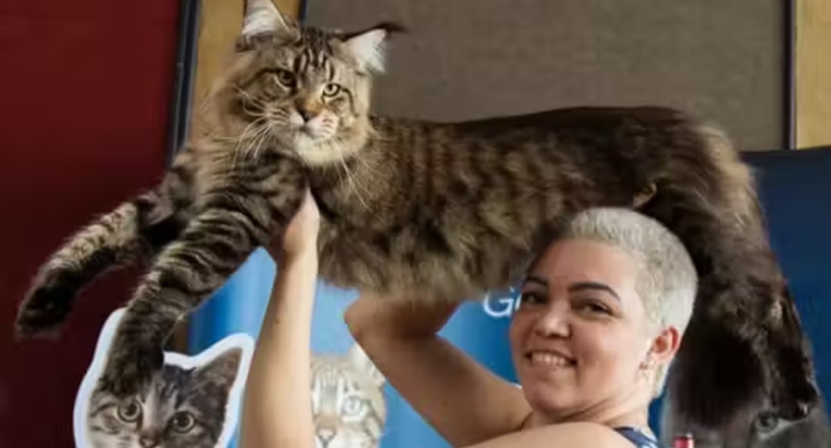 Gato brasileiro de 1,3 metro pode entrar para o Guinness; Maior do mundo