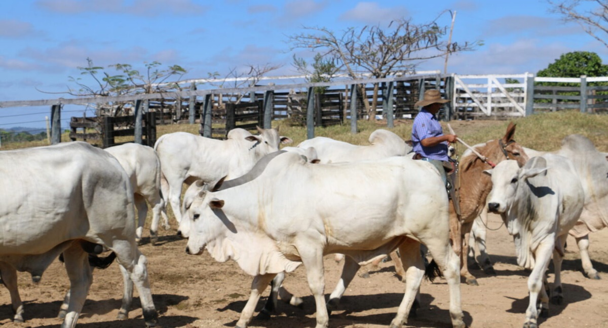 Ações para prevenção e controle da raiva são intensificadas para fortalecimento da defesa sanitária animal