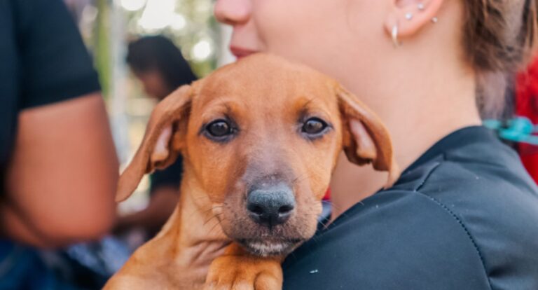 Prefeitura passa a ofertar atendimento gratuito para cães e gatos a partir do dia 2 de abril