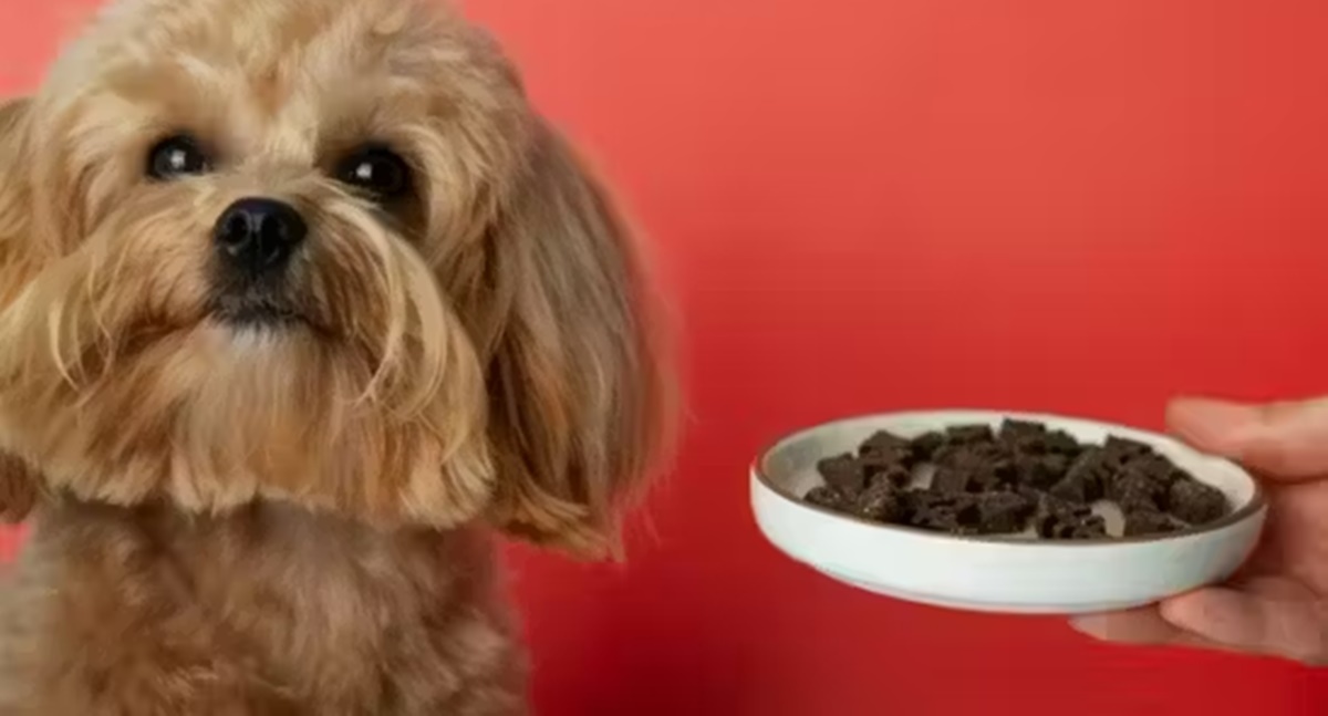 Sai ranking das 10 melhores rações para cachorro vendidas no Brasil - News Rondônia Sai ranking das 10 melhores rações para cachorro vendidas no Brasil