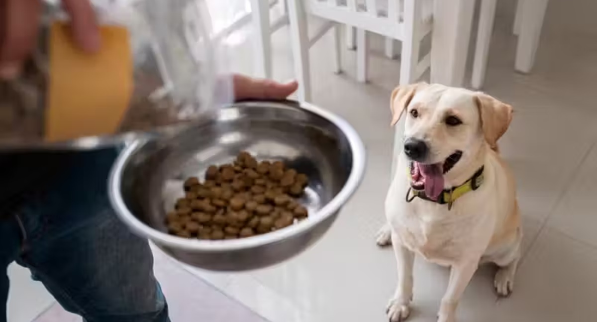Sai ranking das 10 melhores rações para cachorro vendidas no Brasil