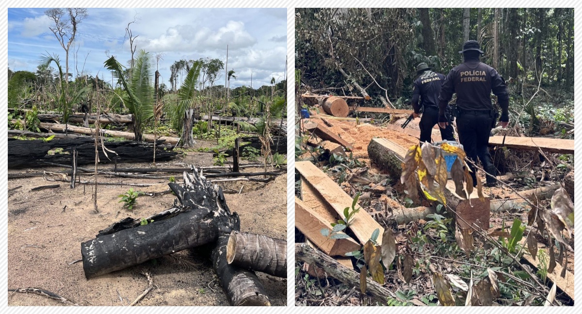 WARI: Polícia Federal deflagra operação para combater crimes ambientais na Terra Indígena Igarapé Lage em Rondônia - News Rondônia