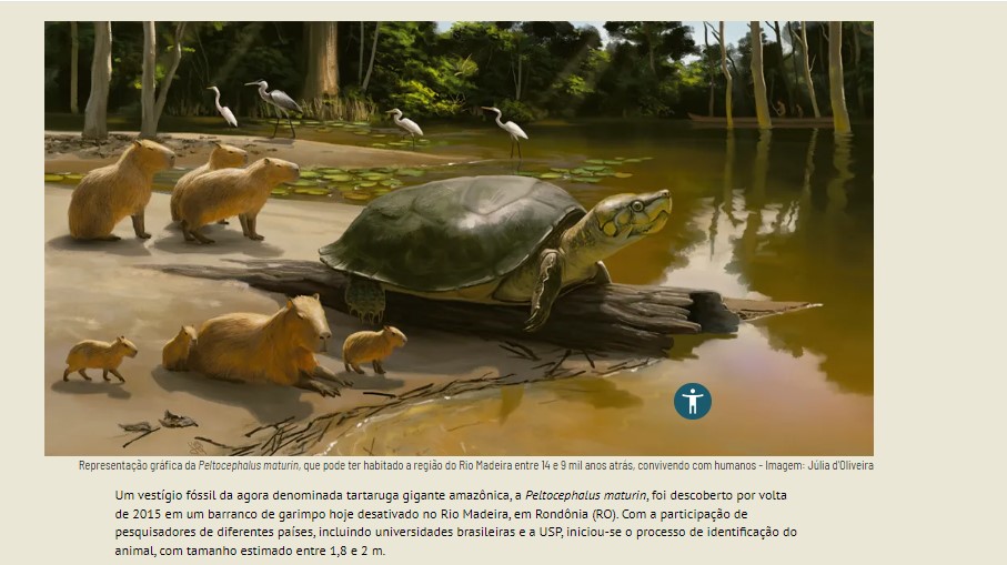 Jornal da USP destaca pesquisa de fóssil de tartaruga gigante encontrado em Rondônia - News Rondônia