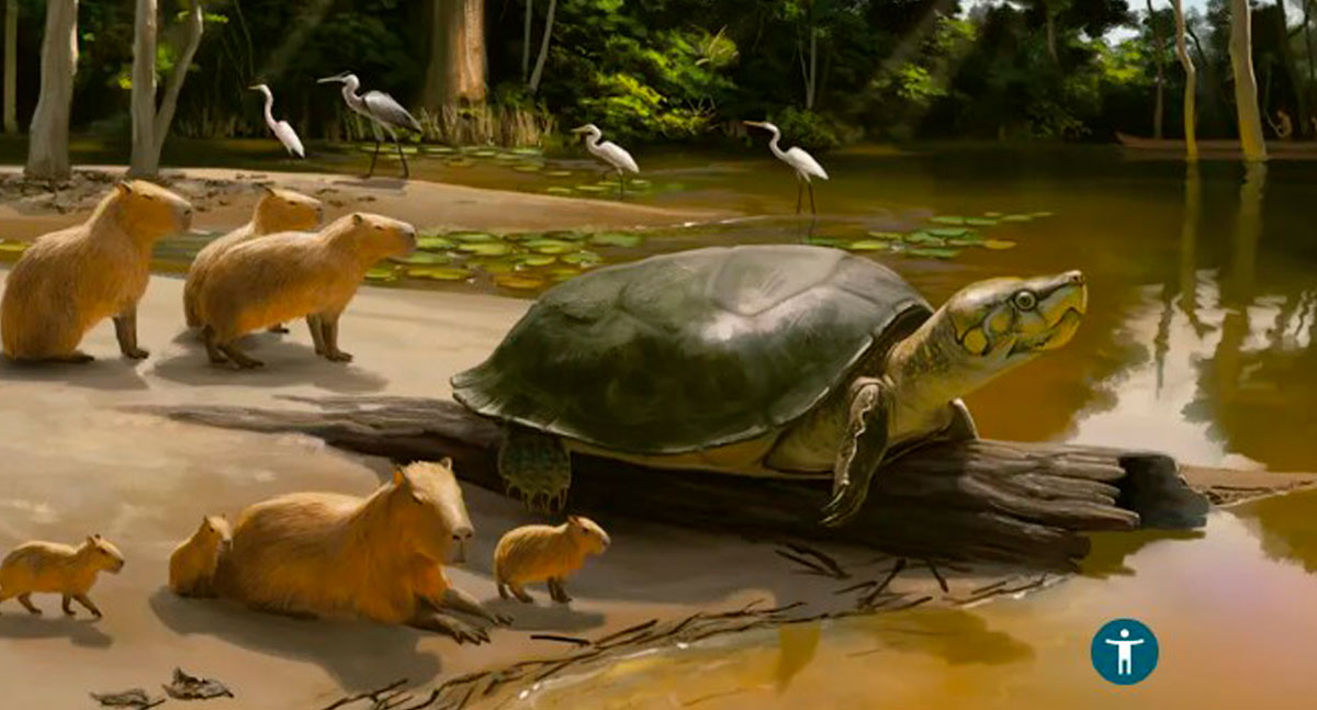 Jornal da USP destaca pesquisa de fóssil de tartaruga gigante encontrado em Rondônia - News Rondônia