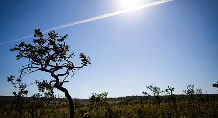 Apib e Rede Cerrado pedem inclusão do Cerrado na regulação da UE