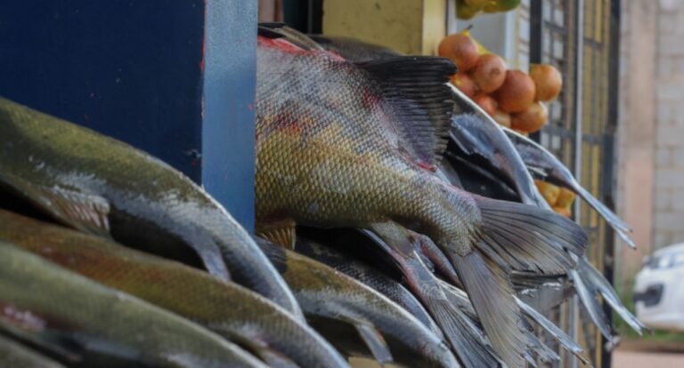 Moradores de Porto Velho têm opções para adquirir peixe fresco para a Sexta-feira Santa