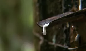 Conab realiza operação de apoio ao escoamento de borracha no próximo dia 27